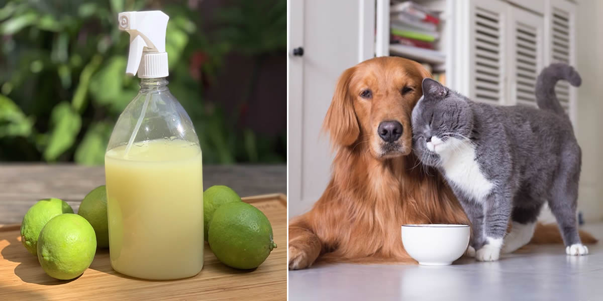 Repelente de xixi de cachorro e gato
