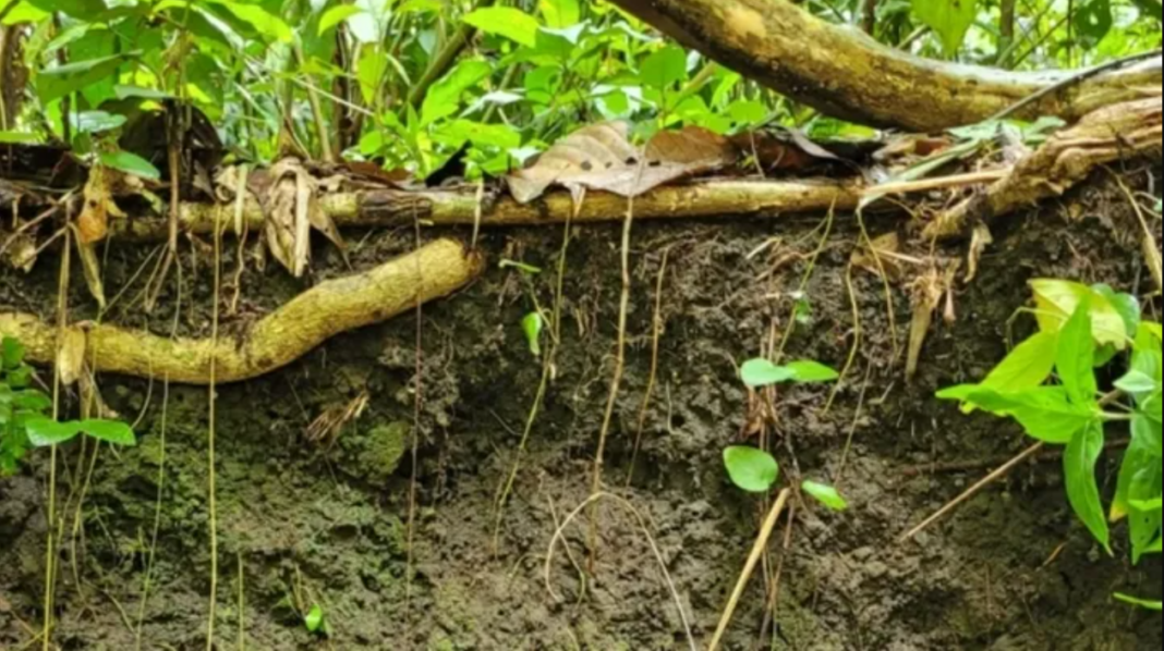Solo milenar da Amazônia: a importância das terras pretas para a ...